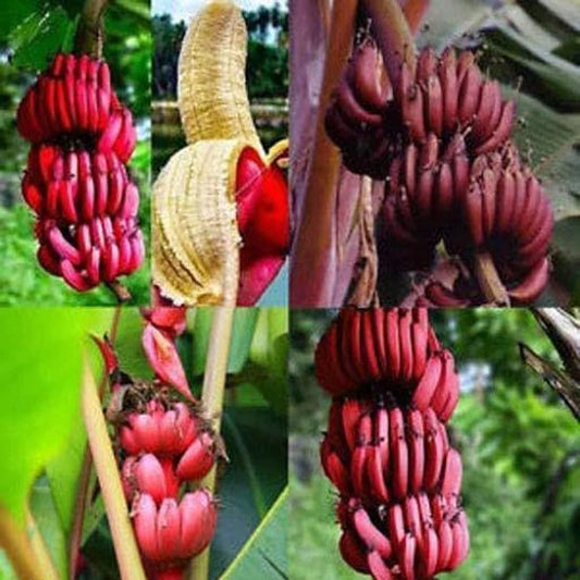 Red Banana Seeds (Pack of 2)