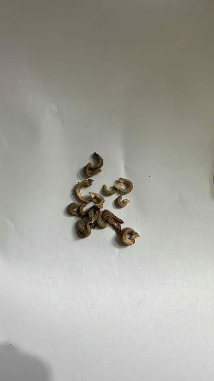 Red Banana Seeds (Pack of 2)