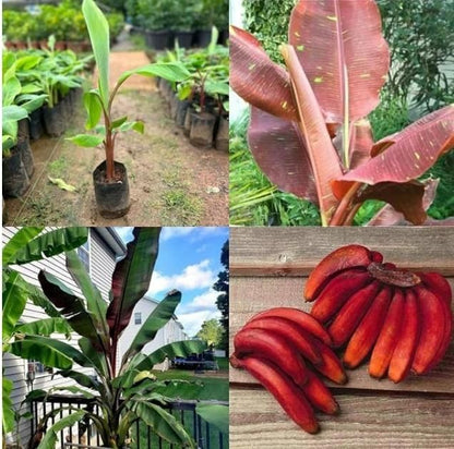 Red Banana Seeds (Pack of 2)